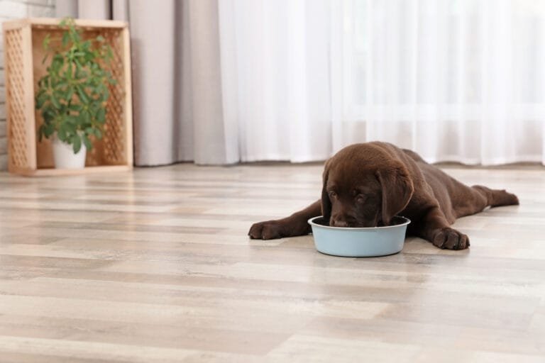 Cute puppy sprawled out on the smooth laminate flooring